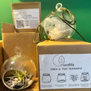 kit terrarium con tillandsia