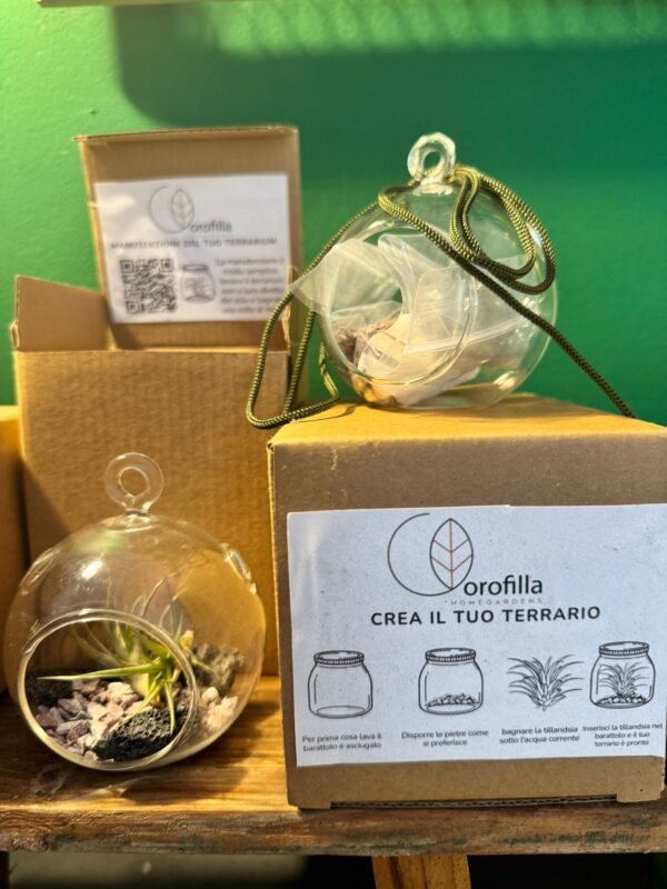 kit terrarium con tillandsia