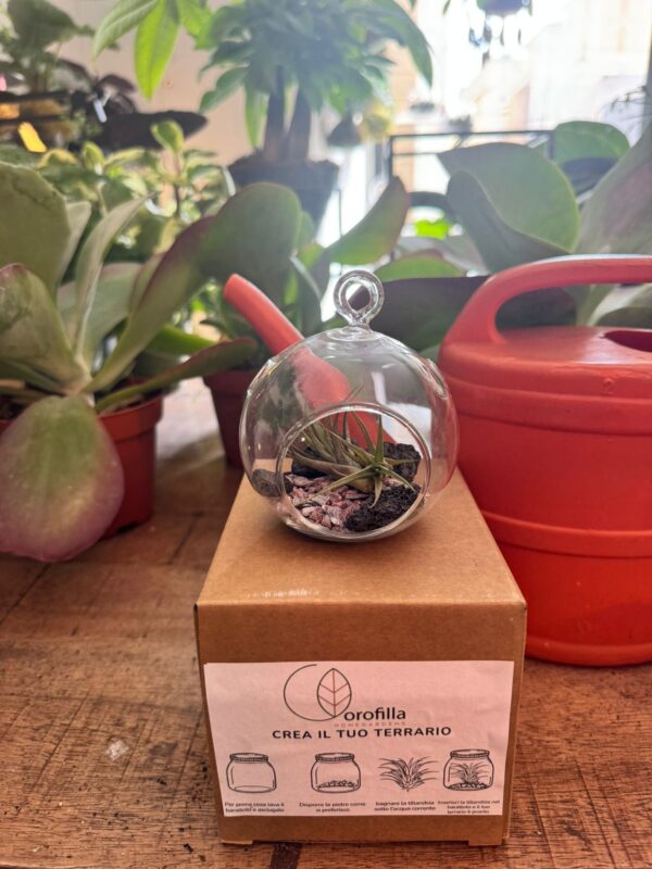 kit terrarium con tillandsia - immagine 3