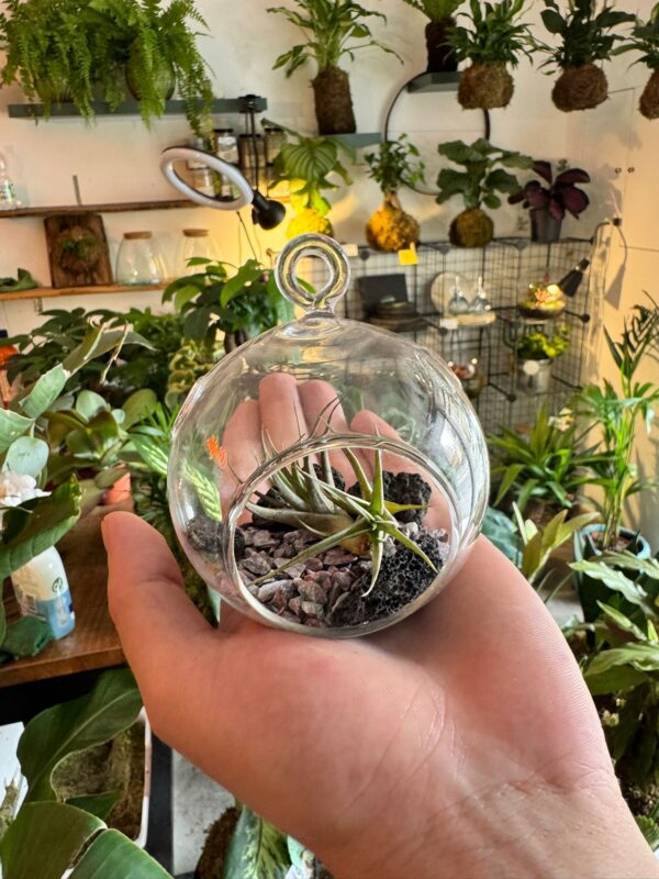 kit terrarium con tillandsia - immagine 2