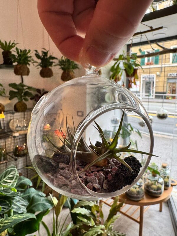 kit terrarium con tillandsia - immagine 4